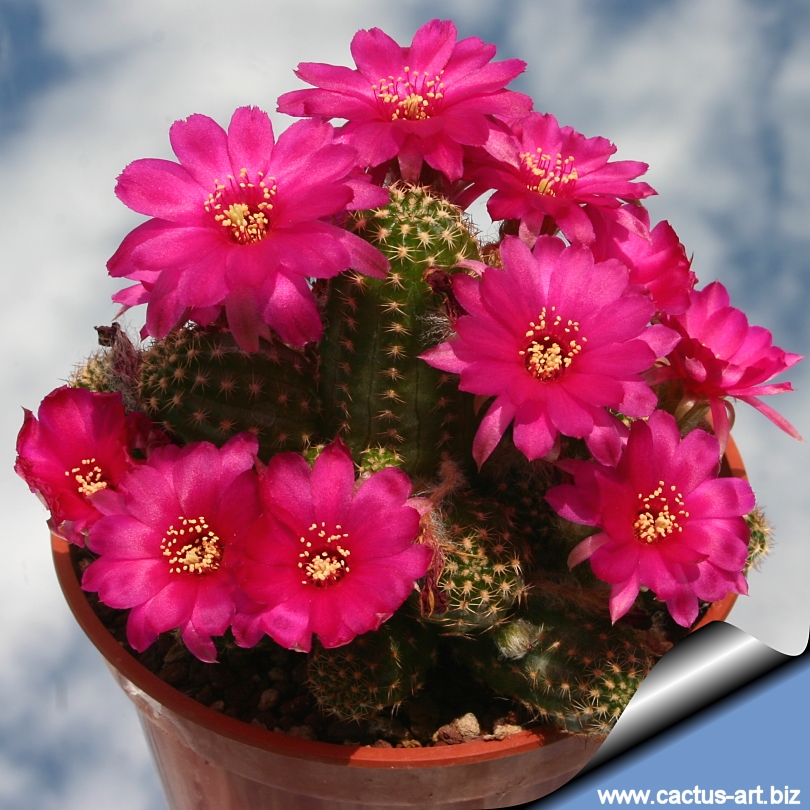 Peanuts cactus